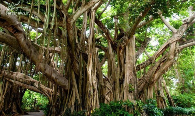 بزرگترین درخت مصنوعی جهان +تصاویر