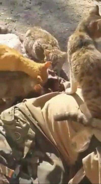 تصاویر/هجوم گربه‌ها به لاشه یک داعشی
