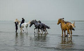 تصاویر / سواحل زیبای خلیج فارس مأوای مسافران و گردشگران