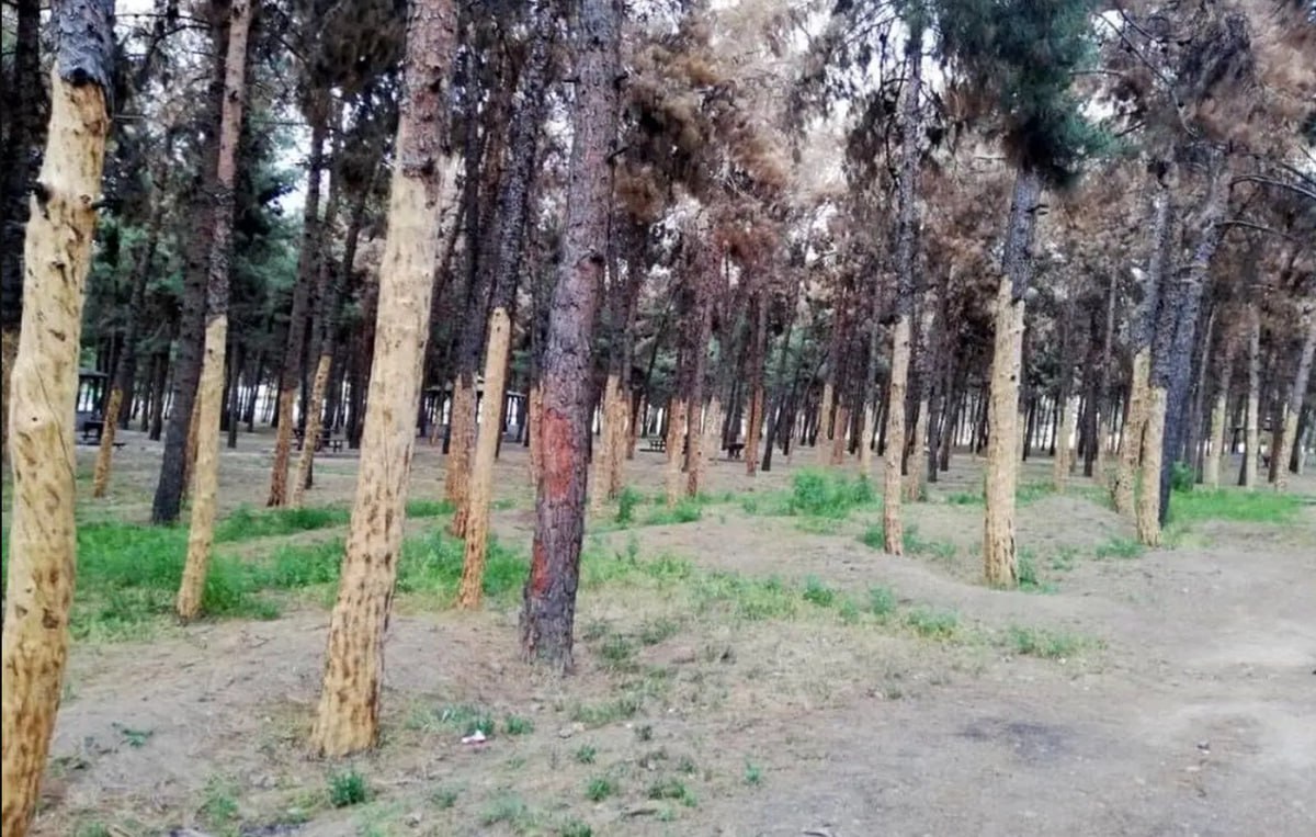 ادامه قطع درختان در تهران: درختان سرخه‌حصار هم از شهرداری ضربدر گرفتند