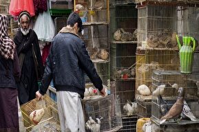 تصاویر / بازار پرنده فروشان کابل
