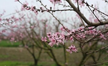 تصاویر / شکوفه‌های بهاری در مازندران